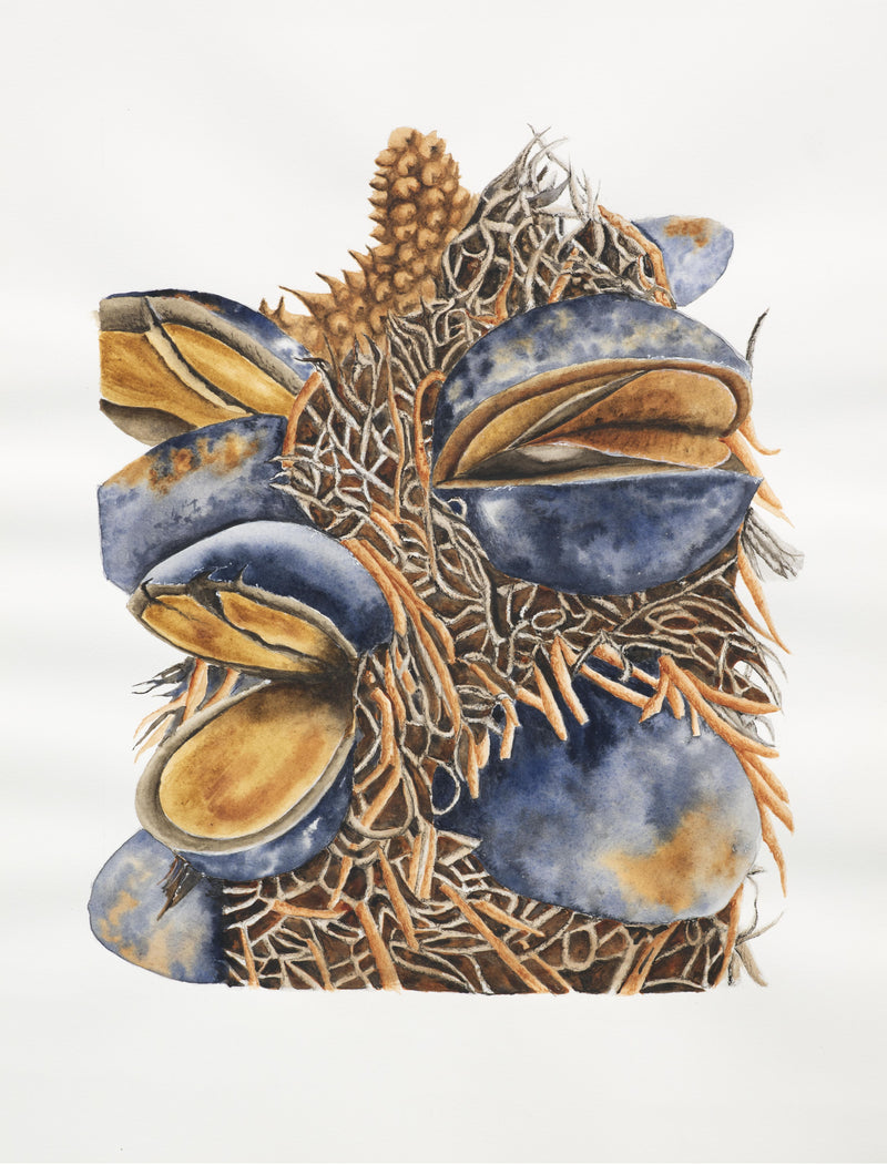 Banksia (2) - Dallas Rae