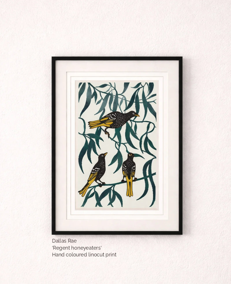 Regent honeyeater - Dallas Rae