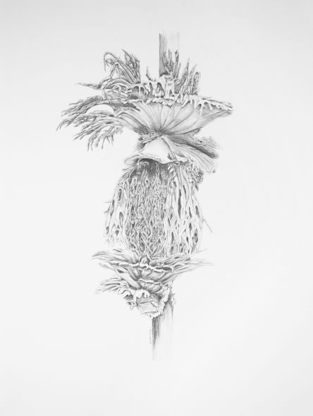 Staghorn - Dallas Rae