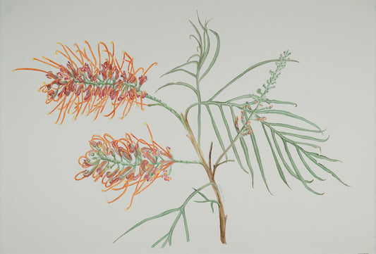 Grevillea - Dallas Rae