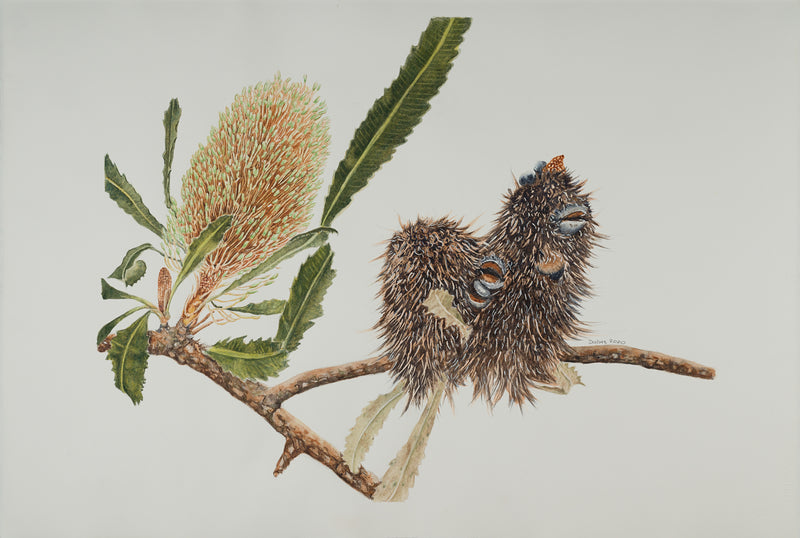 Banksia (1) - Dallas Rae
