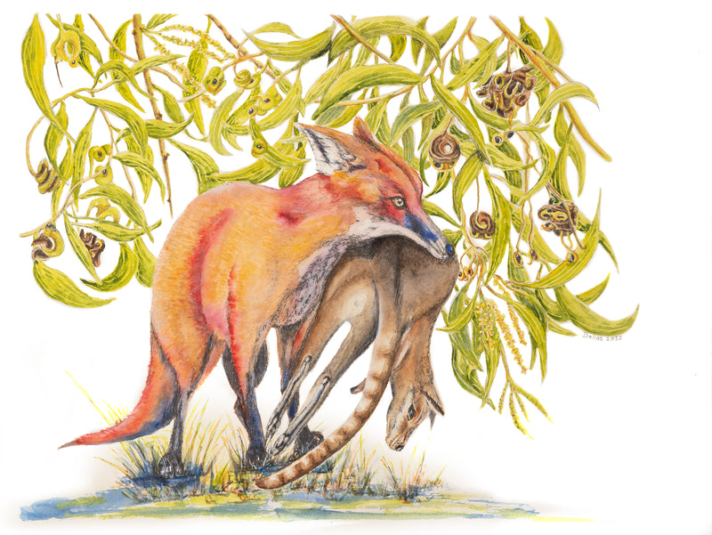 Foxhunt - Dallas Rae