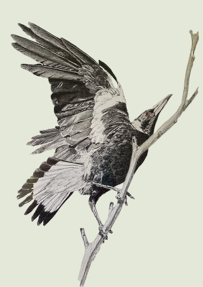 Taking Flight- Dallas Rae