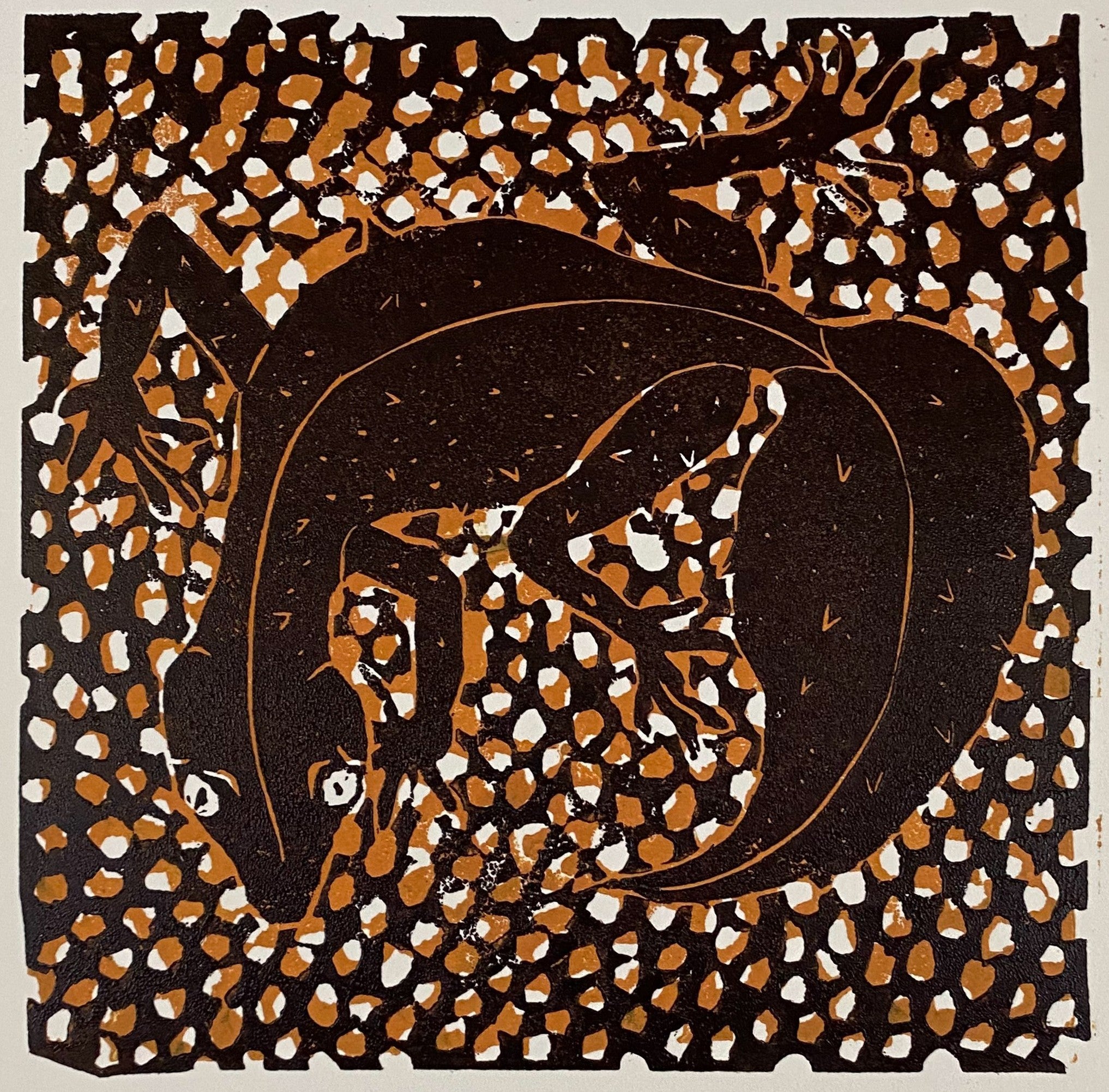 Leaf tailed Gecko - Dallas Rae